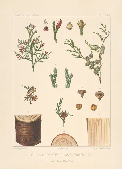 Iconographie des conifères Pl.27 by Léon Gabriel Charles Pardé, 1912-1914 — digital art print download