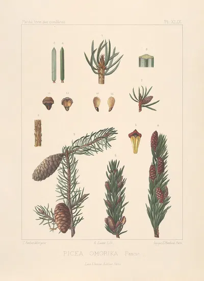 Iconographie des conifères Pl.29 by Léon Gabriel Charles Pardé, 1912-1914 — digital art print download