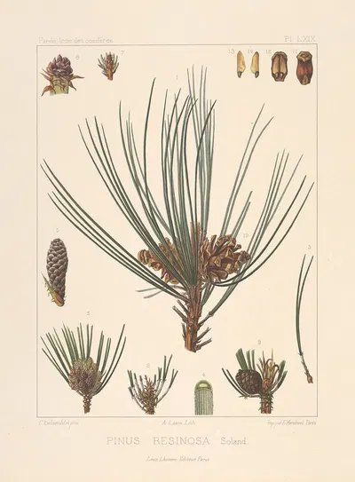 Iconographie des conifères Pl.30 by Léon Gabriel Charles Pardé, 1912-1914 — digital art print download