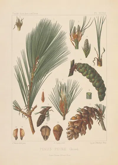 Iconographie des conifères Pl.32 by Léon Gabriel Charles Pardé, 1912-1914 — digital art print download