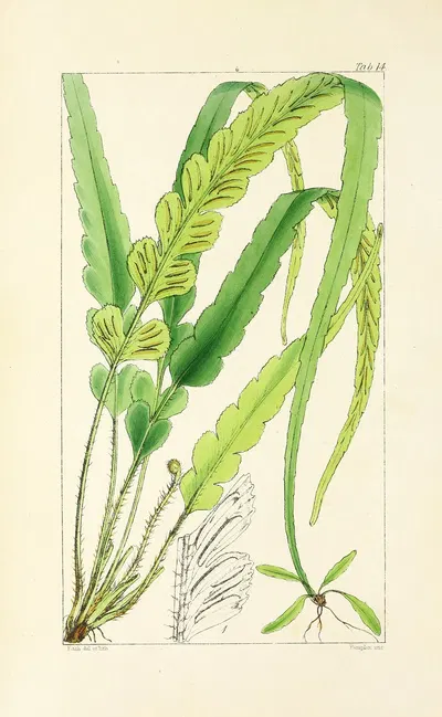 A century of ferns Pl.14 by William Jackson Hooker, 1854 — digital art print download