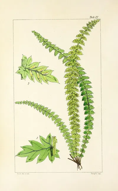 A century of ferns Pl.17 by William Jackson Hooker, 1854 — digital art print download