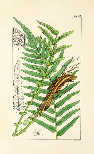 A century of ferns Pl.22 by William Jackson Hooker, 1854 — digital art print download