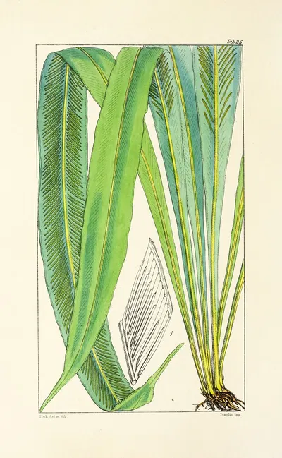 A century of ferns Pl.25 by William Jackson Hooker, 1854 — digital art print download