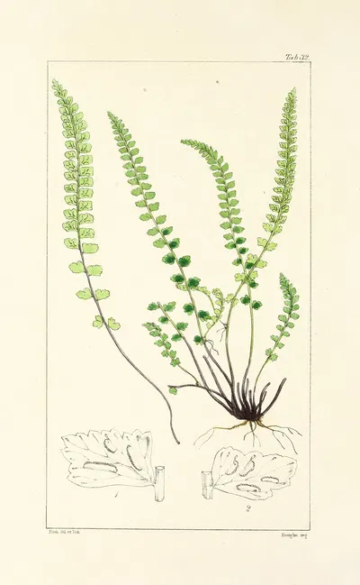 A century of ferns Pl.32 by William Jackson Hooker, 1854 — digital art print download