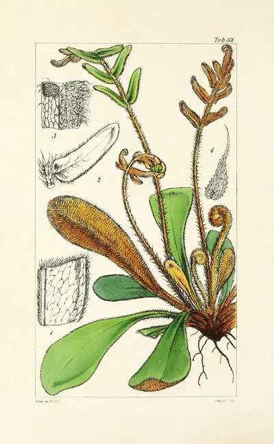 A century of ferns Pl.33 by William Jackson Hooker, 1854 — digital art print download