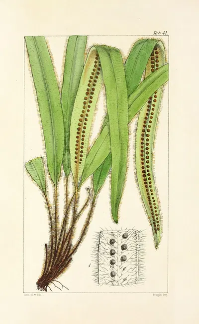 A century of ferns Pl.39 by William Jackson Hooker, 1854 — digital art print download