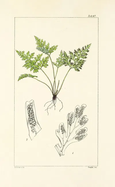 A century of ferns Pl.65 by William Jackson Hooker, 1854 — digital art print download
