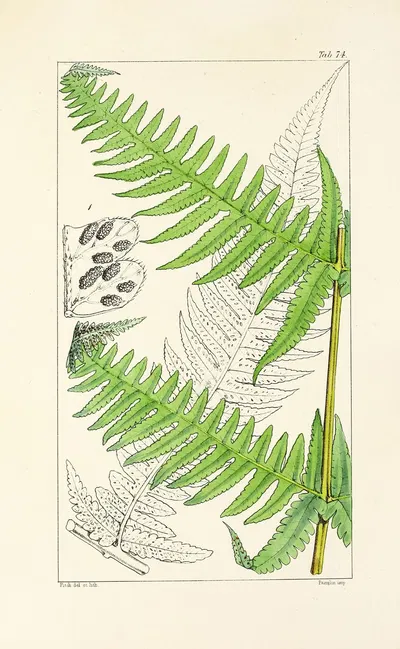 A century of ferns Pl.70 by William Jackson Hooker, 1854 — digital art print download