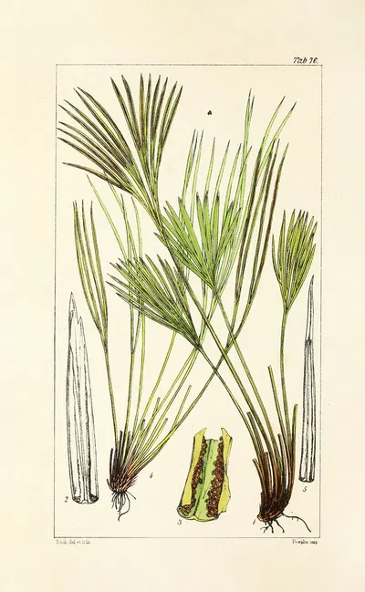 A century of ferns Pl.72 by William Jackson Hooker, 1854 — digital art print download
