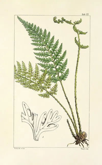 A century of ferns Pl.73 by William Jackson Hooker, 1854 — digital art print download
