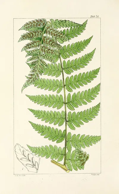 A century of ferns Pl.74 by William Jackson Hooker, 1854 — digital art print download