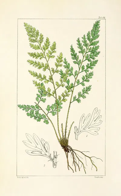 A century of ferns Pl.80 by William Jackson Hooker, 1854 — digital art print download