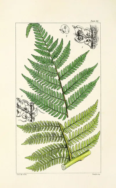 A century of ferns Pl.81 by William Jackson Hooker, 1854 — digital art print download