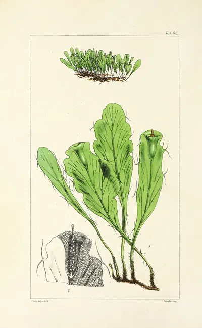 A century of ferns Pl.82 by William Jackson Hooker, 1854 — digital art print download