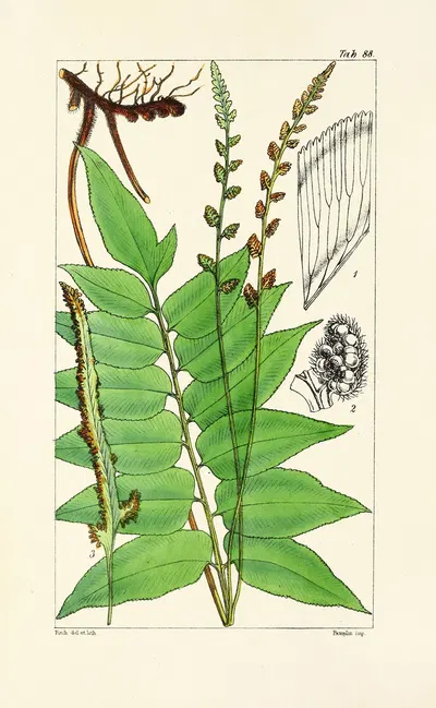 A century of ferns Pl.84 by William Jackson Hooker, 1854 — digital art print download