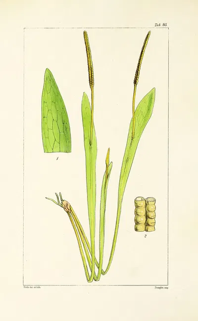 A century of ferns Pl.91 by William Jackson Hooker, 1854 — digital art print download