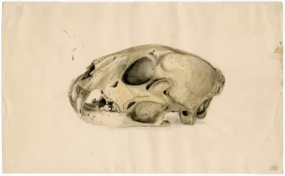 Scull of a panther by Floris Verster — digital art print download