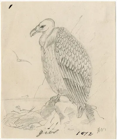 Vulture by Floris Verster, 1872 — digital art print download