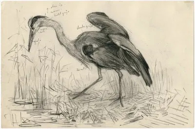 Een reiger aan de waterkant by Франс Смиссерт — digital art print download