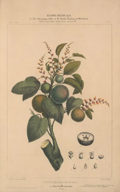 Flore d'Amérique Pl.01 by Etienne Denisse, 1835 — digital art print download