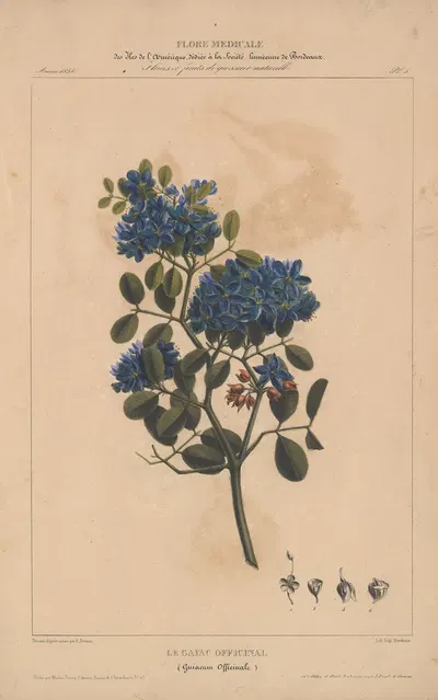 Flore d'Amérique Pl.05 by Etienne Denisse, 1835 — digital art print download