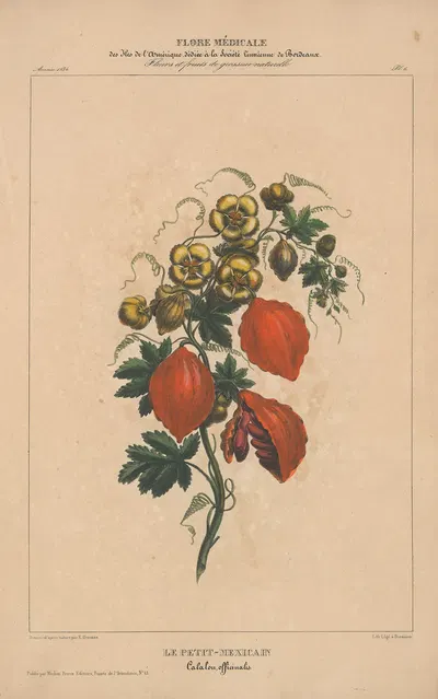 Flore d'Amérique Pl.06 by Etienne Denisse, 1835 — digital art print download