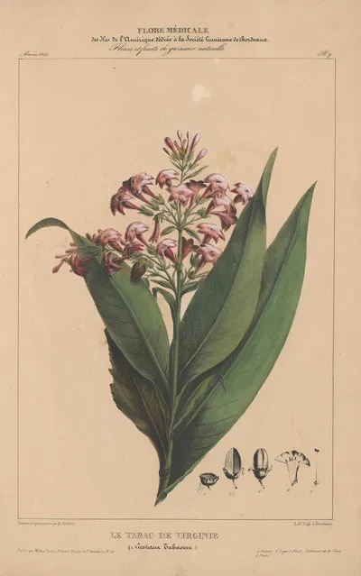 Flore d'Amérique Pl.07 by Etienne Denisse, 1835 — digital art print download