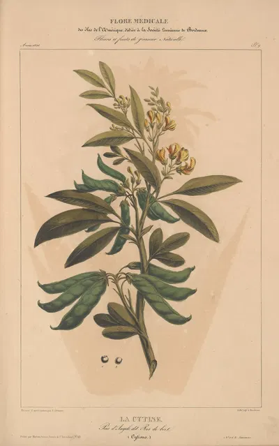 Flore d'Amérique Pl.09 by Etienne Denisse, 1835 — digital art print download