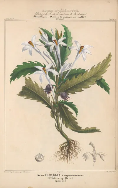 Flore d'Amérique Pl.14 by Etienne Denisse, 1835 — digital art print download