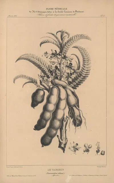 Flore d'Amérique Pl.27 by Etienne Denisse, 1835 — digital art print download