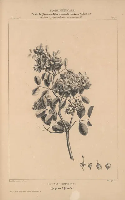 Flore d'Amérique Pl.29 by Etienne Denisse, 1835 — digital art print download