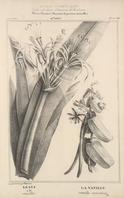 Flore d'Amérique Pl.48 by Etienne Denisse, 1835 — digital art print download