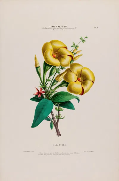 Flore d'Amérique, dessinée d'après nature sur les lieux Pl.008 by Etienne Denisse, 1843 — digital art print download