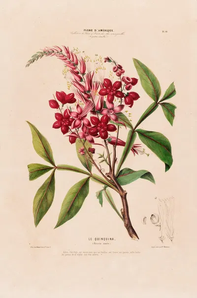 Flore d'Amérique, dessinée d'après nature sur les lieux Pl.010 by Etienne Denisse, 1843 — digital art print download
