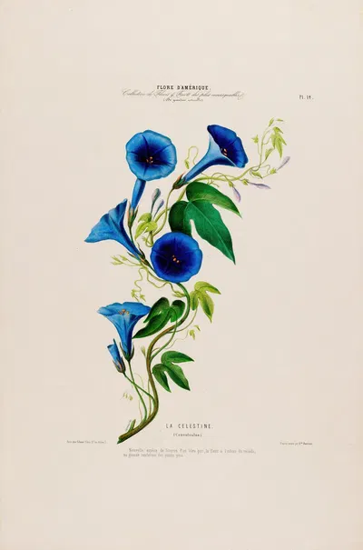 Flore d'Amérique, dessinée d'après nature sur les lieux Pl.014 by Etienne Denisse, 1843 — digital art print download