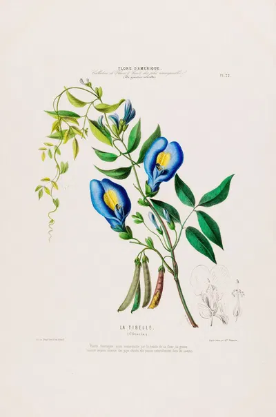 Flore d'Amérique, dessinée d'après nature sur les lieux Pl.022 by Etienne Denisse, 1843 — digital art print download