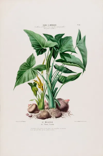 Flore d'Amérique, dessinée d'après nature sur les lieux Pl.023 by Etienne Denisse, 1843 — digital art print download