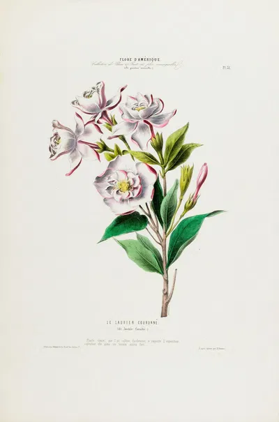 Flore d'Amérique, dessinée d'après nature sur les lieux Pl.031 by Etienne Denisse, 1843 — digital art print download