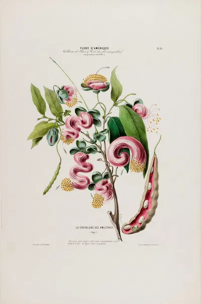 Flore d'Amérique, dessinée d'après nature sur les lieux Pl.032 by Etienne Denisse, 1843 — digital art print download