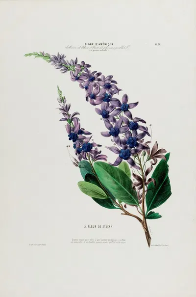 Flore d'Amérique, dessinée d'après nature sur les lieux Pl.038 by Etienne Denisse, 1843 — digital art print download