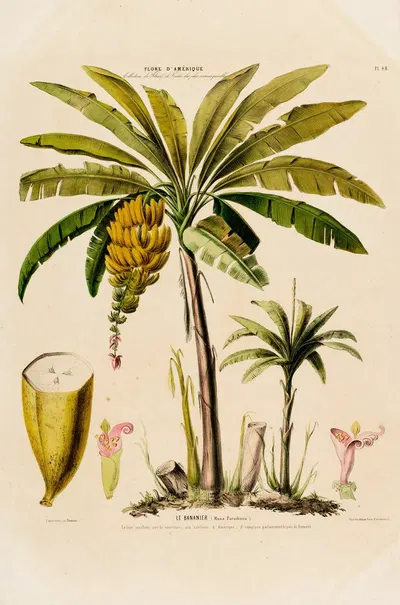 Flore d'Amérique, dessinée d'après nature sur les lieux Pl.048 by Etienne Denisse, 1843 — digital art print download
