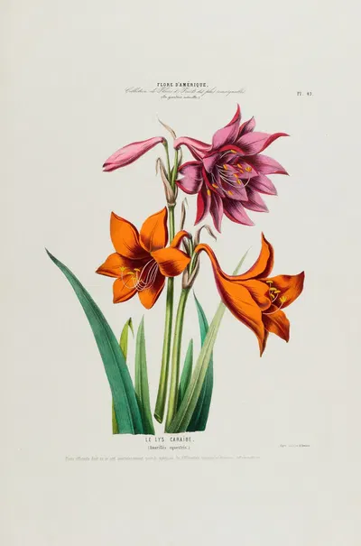 Flore d'Amérique, dessinée d'après nature sur les lieux Pl.049 by Etienne Denisse, 1843 — digital art print download