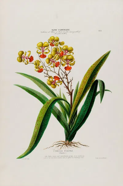 Flore d'Amérique, dessinée d'après nature sur les lieux Pl.053 by Etienne Denisse, 1843 — digital art print download