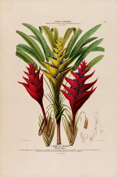 Flore d'Amérique, dessinée d'après nature sur les lieux Pl.075 by Etienne Denisse, 1843 — digital art print download