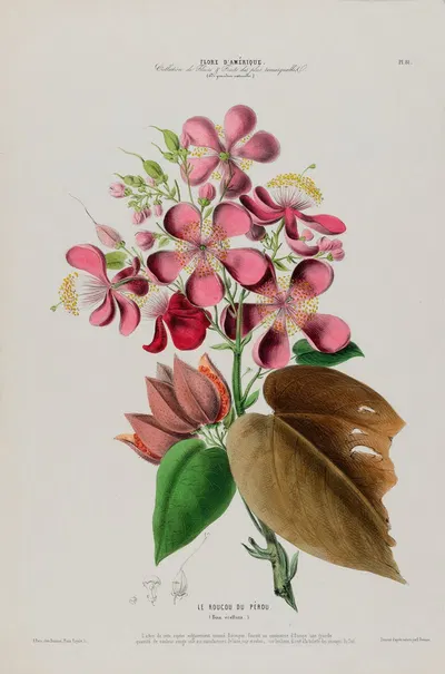 Flore d'Amérique, dessinée d'après nature sur les lieux Pl.081 by Etienne Denisse, 1843 — digital art print download