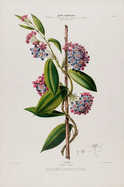 Flore d'Amérique, dessinée d'après nature sur les lieux Pl.083 by Etienne Denisse, 1843 — digital art print download
