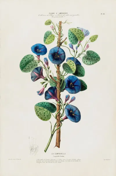 Flore d'Amérique, dessinée d'après nature sur les lieux Pl.092 by Etienne Denisse, 1843 — digital art print download