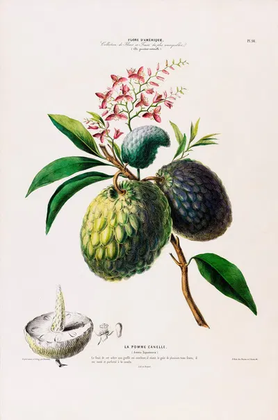 Flore d'Amérique, dessinée d'après nature sur les lieux Pl.098 by Etienne Denisse, 1843 — digital art print download