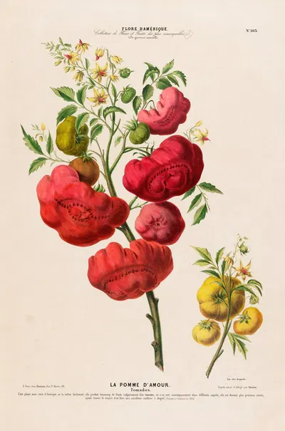 Flore d'Amérique, dessinée d'après nature sur les lieux Pl.103 by Etienne Denisse, 1843 — digital art print download